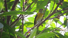 Euphonia minuta