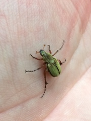 Macrodactylus subspinosus