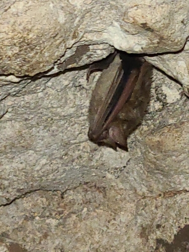 Vespertilionidae image