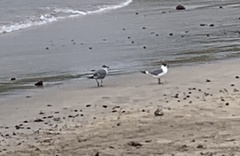 Leucophaeus pipixcan