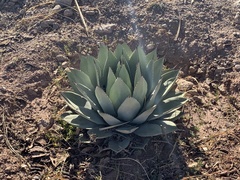Agave parryi