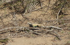 Sceloporus zosteromus