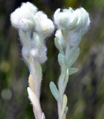 Bombycilaena discolor