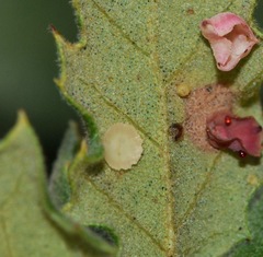 Andricus pattersonae