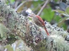 Margarornis squamiger