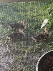 Cairina moschata domestica