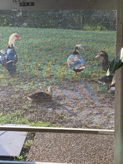 Cairina moschata domestica