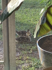 Cairina moschata domestica