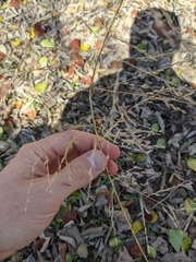 Eragrostis curtipedicellata