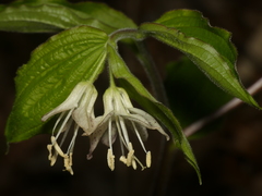 Prosartes maculata