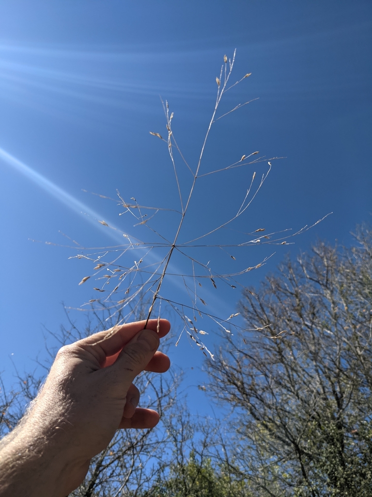 longbeak panicgrass