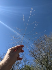Panicum capillarioides