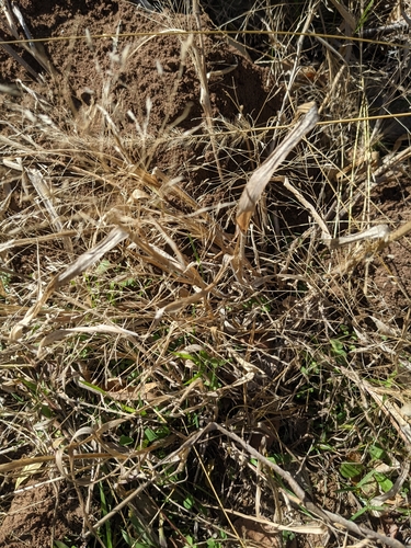 Image of Panicum capillarioides by (c) Cleveland Powell, some rights reserved (CC BY)
