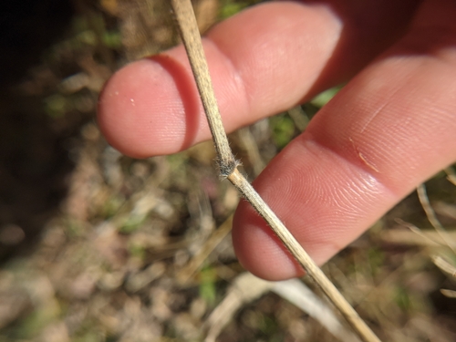 Image of Panicum capillarioides by (c) Cleveland Powell, some rights reserved (CC BY)