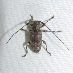 Astyleiopus variegatus