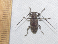 Astyleiopus variegatus