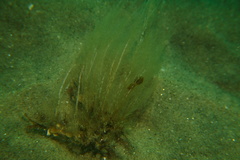 Aglaophenia latirostris