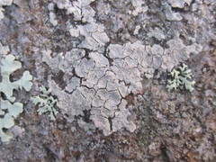 Trapelia placodioides