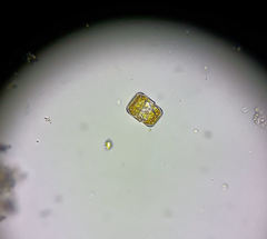 Coscinodiscophycidae