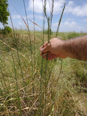 Elymus scabrifolius