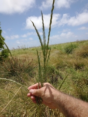 Elymus scabrifolius