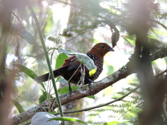 Acropternis orthonyx