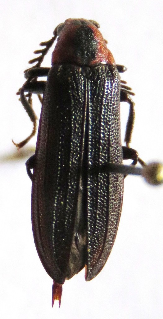 Celadonia laportei