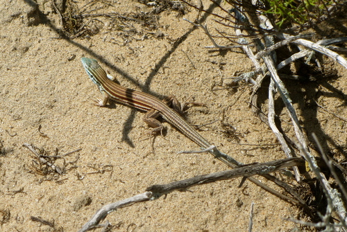 Baja California Whiptail