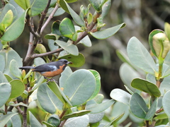 Diglossa brunneiventris