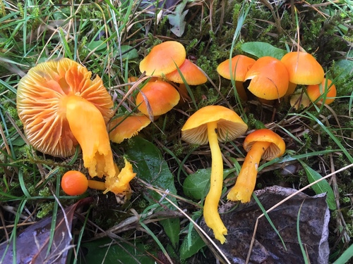Butter Waxcap