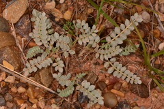 Astragalus missouriensis