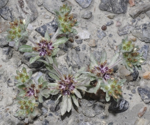 Filago desertorum
