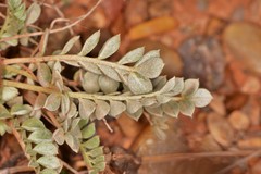 Astragalus missouriensis