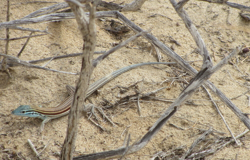 Baja California Whiptail