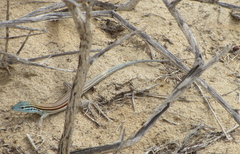 Aspidoscelis labialis