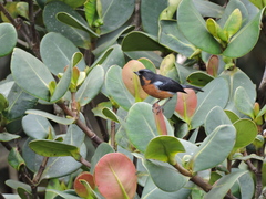 Diglossa brunneiventris