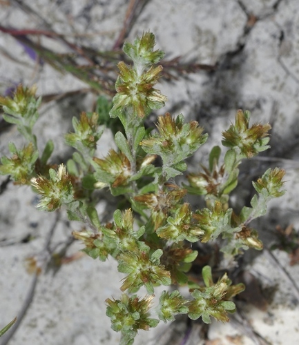 Representative image of Filago fuscescens