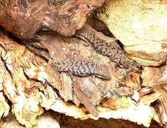 Egernia depressa