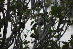 Pheucticus aureoventris