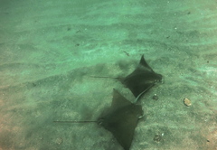 Rhinoptera steindachneri