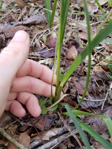 Juncus biflorus image