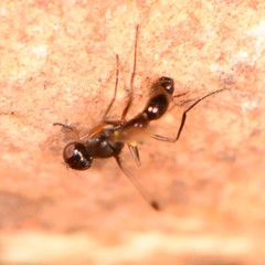 Sepsis secunda
