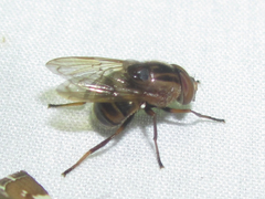 Copestylum tricinctum
