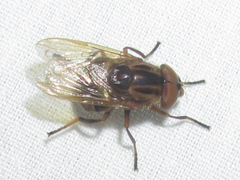 Copestylum tricinctum