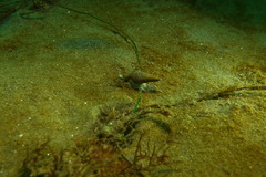 Turridae