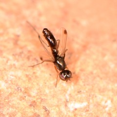 Sepsis secunda