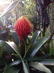 Guzmania conifera