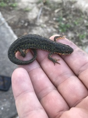 Notophthalmus meridionalis