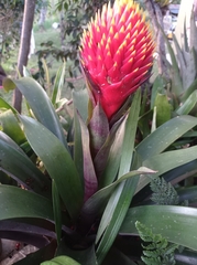 Guzmania conifera