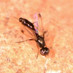 Sepsis secunda